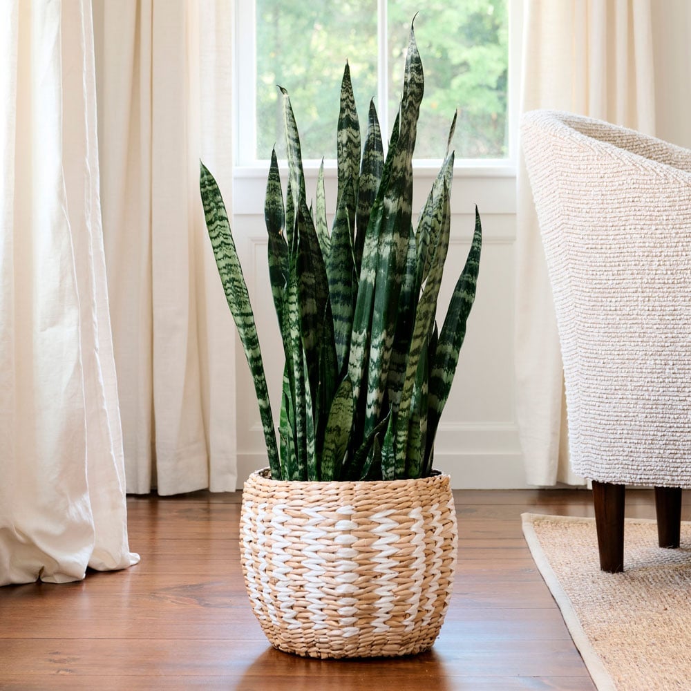 Snake Plant 'Black Coral,' 10