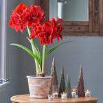 Red Amaryllis