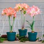 Amaryllis in Nursery Pots