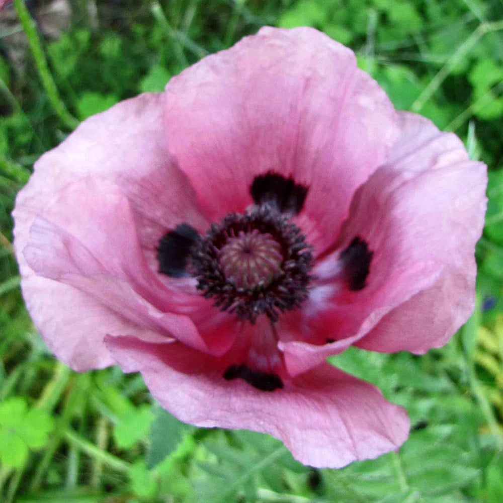 Papaver orientale 'Central Park'