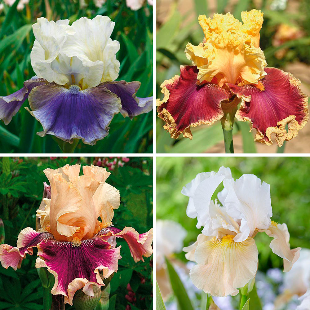 Pride of the Border Bicolor Iris Collection - 4 plants