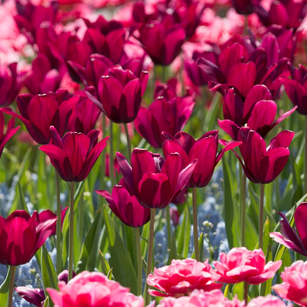 Tulip 'Merlot'