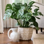  Split-Leaf Philodendron