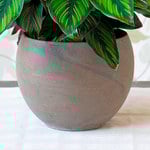  Round Cement Cachepot