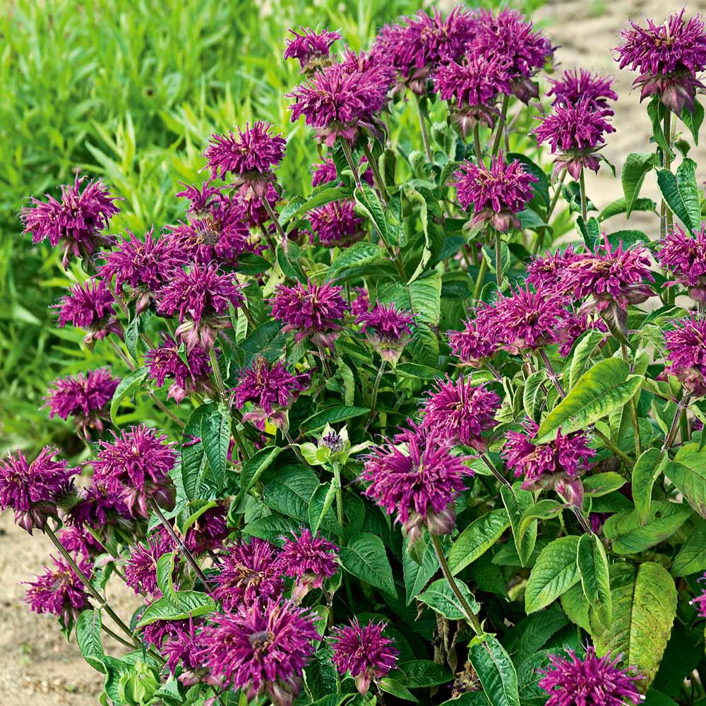 Monarda didyma 'Purple Rooster'