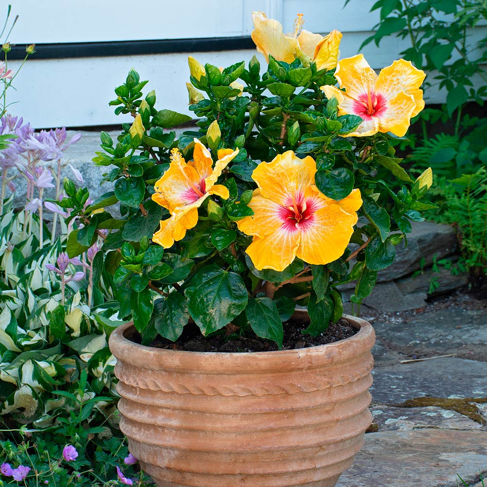 Tropical Hibiscus Hollywood® Gold Digger™