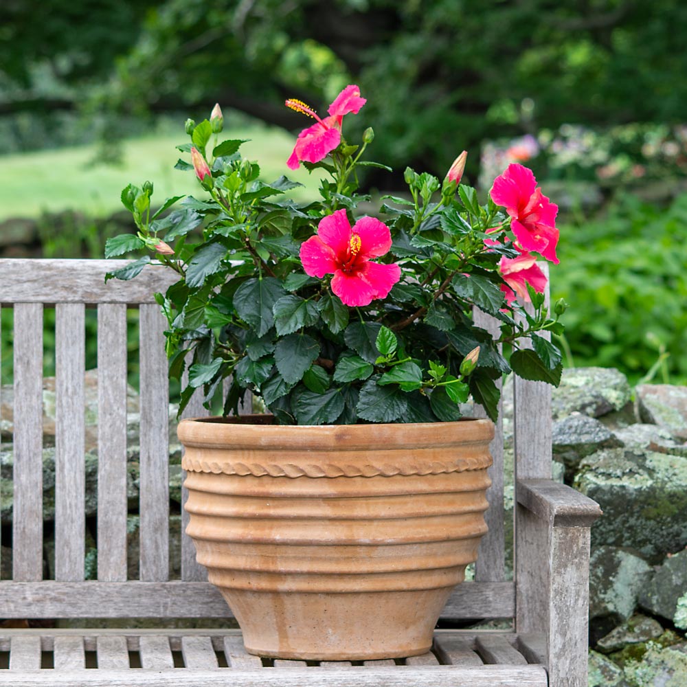 Tropical Hibiscus Tradewinds® 'Passion Wind'