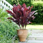  Cordyline fruticosa ‘Auntie Lou’