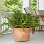  Kimberley Queen Fern
