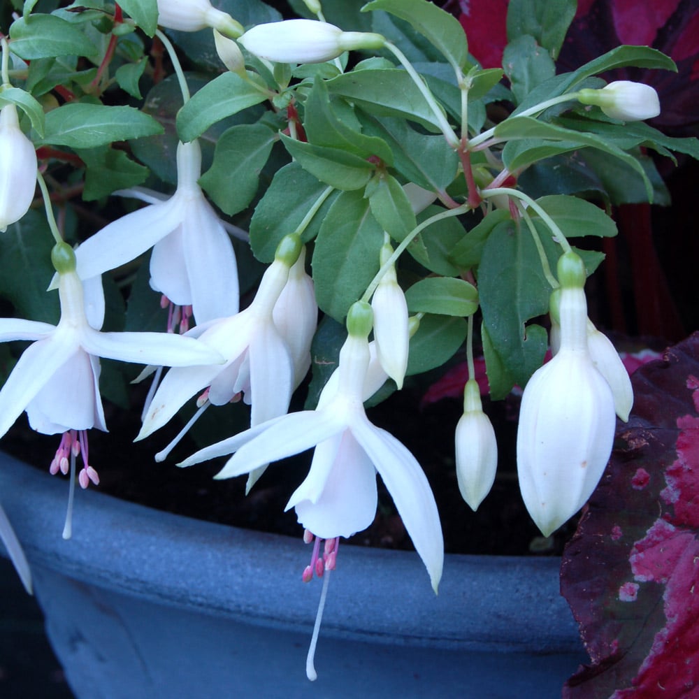 Fuchsia Windchime White & White