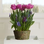 February - Spring Sonata Bulb Collection
