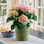 May - Pink Hydrangea