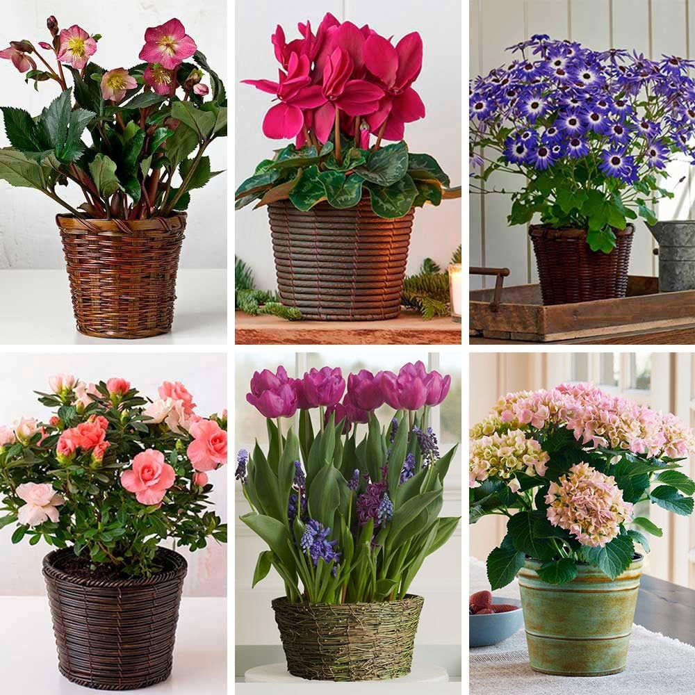 Months of Flowering Houseplants