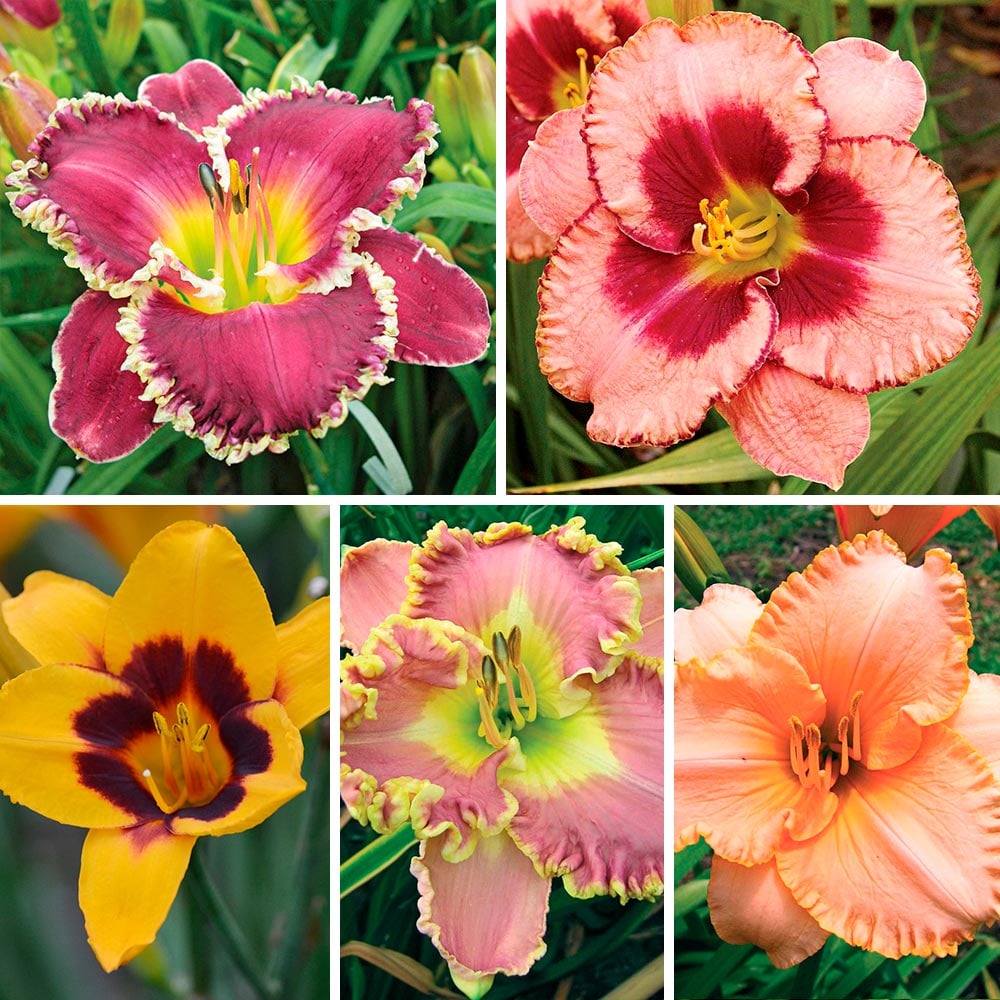 Hemerocallis 500 Series Collection, 5 plants