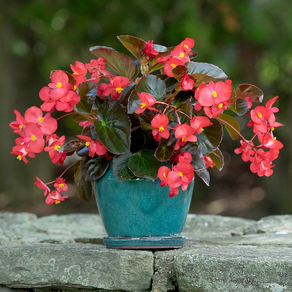 Begonia Big™ Red Bronze Leaf | White Flower Farм