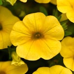  Calibrachoa Cha-Cha™ Yellow