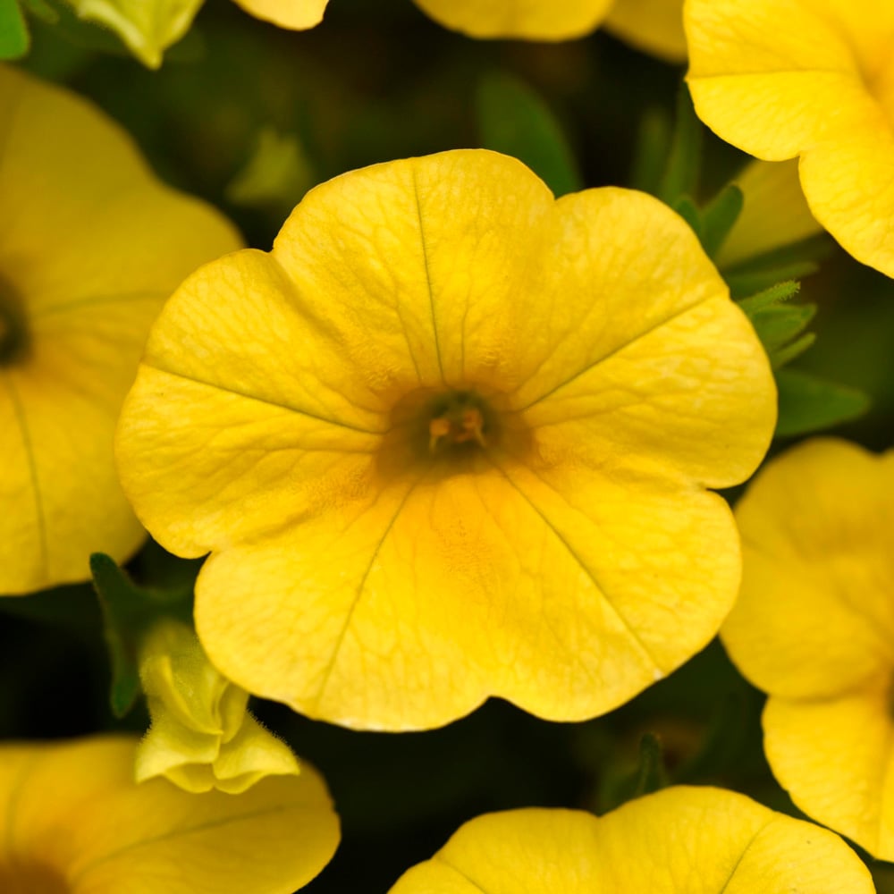 Calibrachoa Cha-Cha™ Yellow