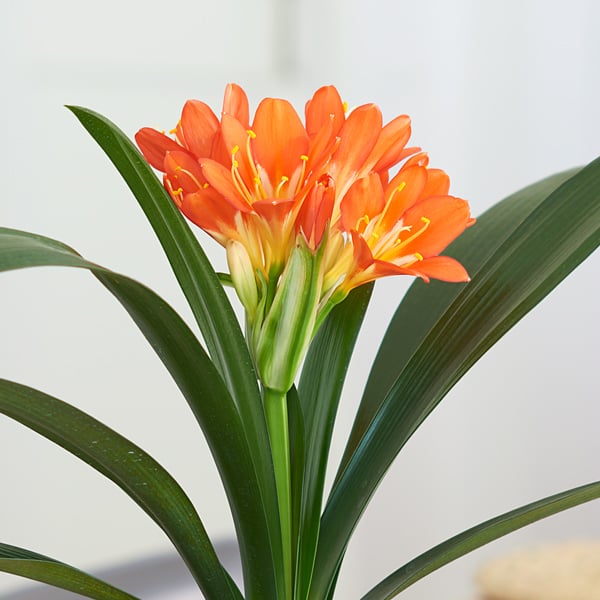 How to Grow Clivia