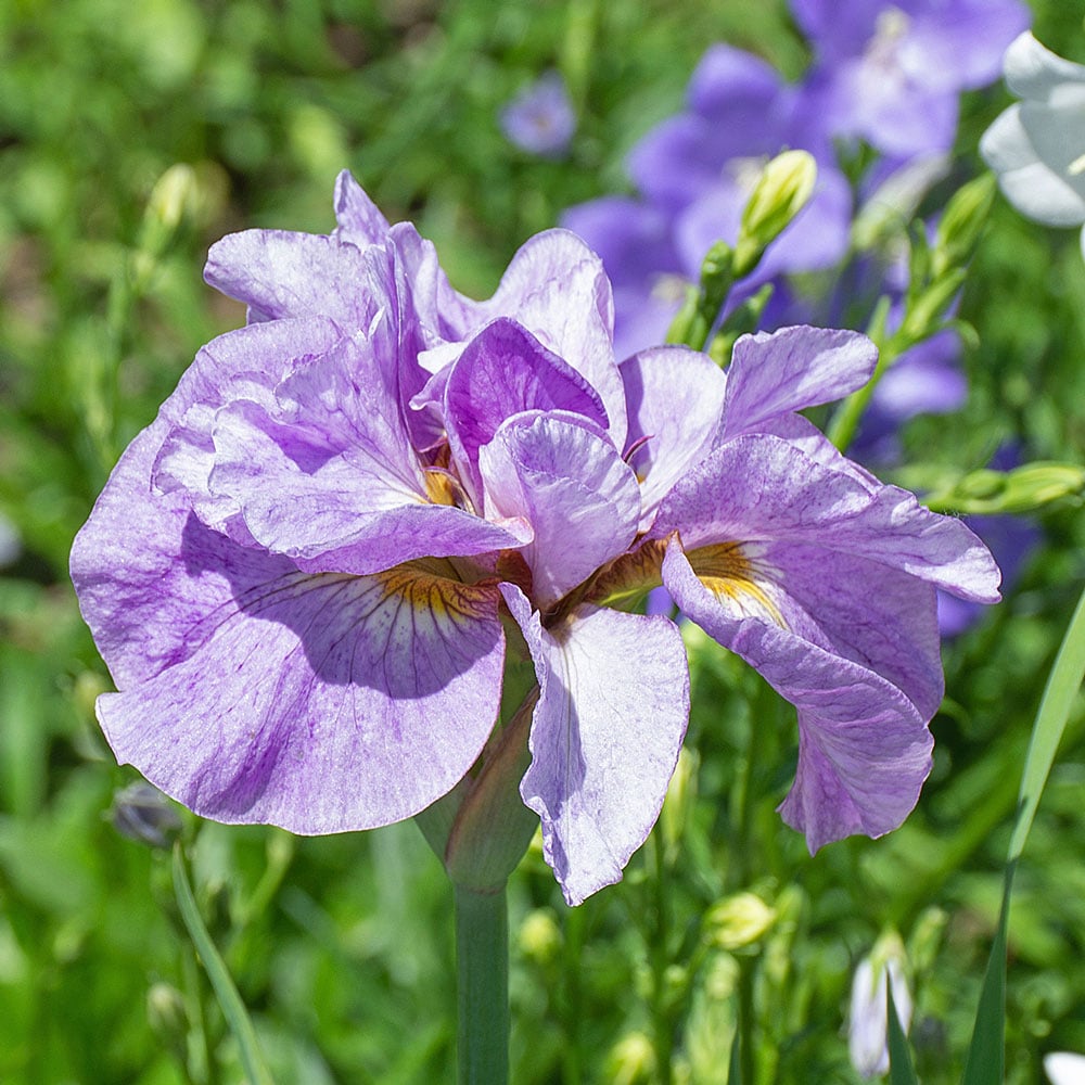 Iris sibirica 'Pink Parfait'