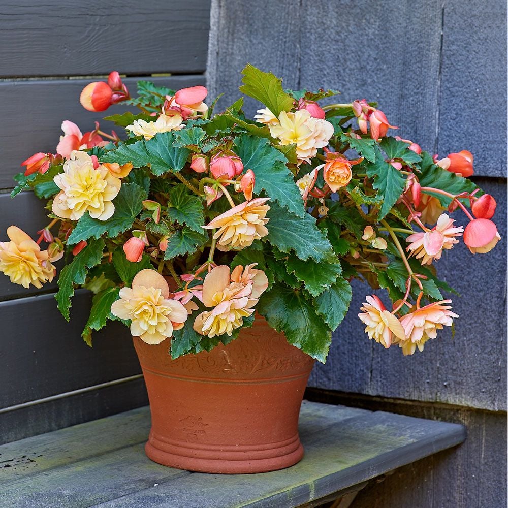 Begonias, Tuberous Begonias, Foliage Begonias, Fragrant Begonias