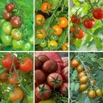  Kaleidoscope Cherry Tomato Collection