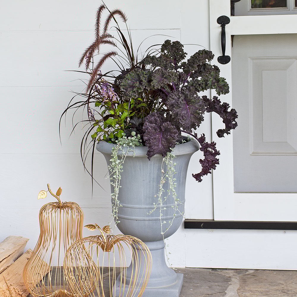 Harvest Moon Fall Container Garden