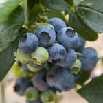  Blueberry 'Patriot'