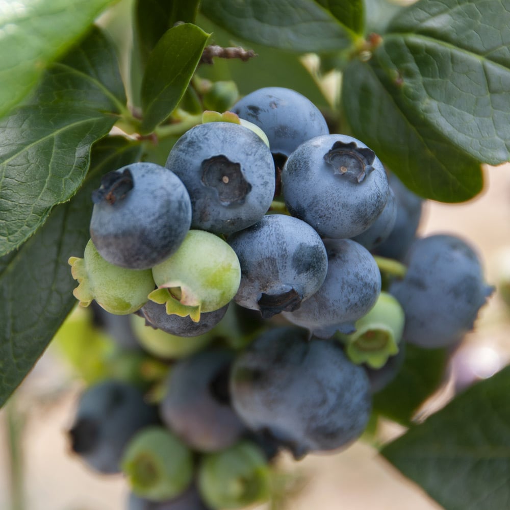 Blueberry 'Patriot'