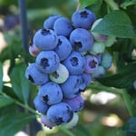  Blueberry 'Jersey'
