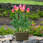 Ready-to-Bloom Bulb Baskets