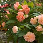 Blackmore & Langdon Begonias & Delphiniums