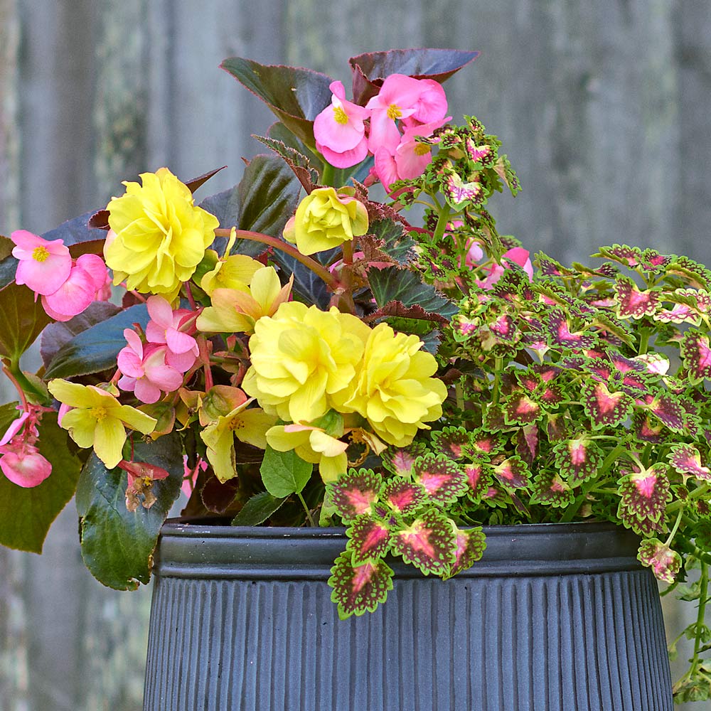 Pink Lemonade Annual Trio