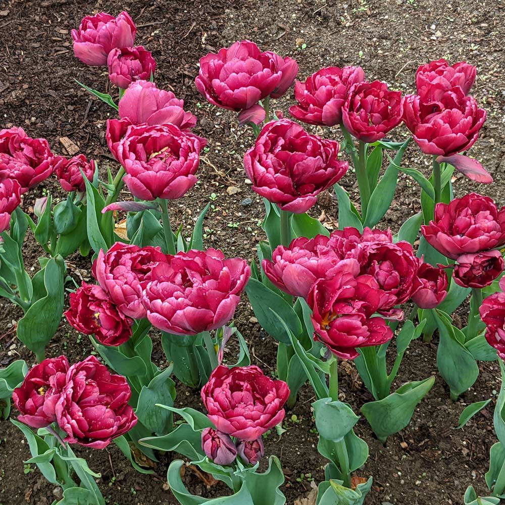Tulip 'Alison Bradley' | White Flower Farm