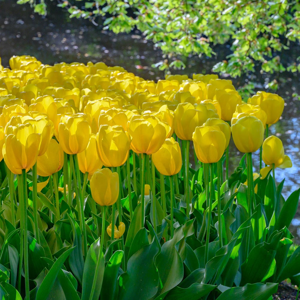 Tulip 'Novi Sun'