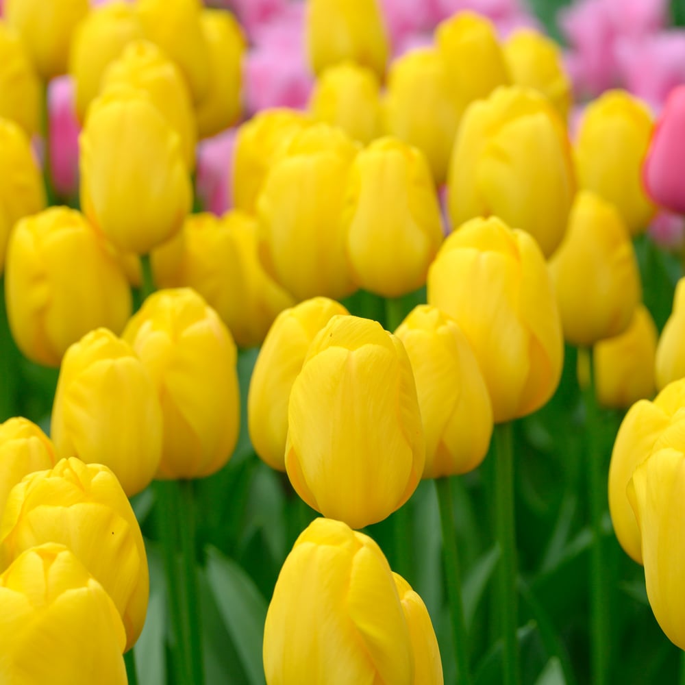 Tulip 'Novi Sun' White Flower Farm