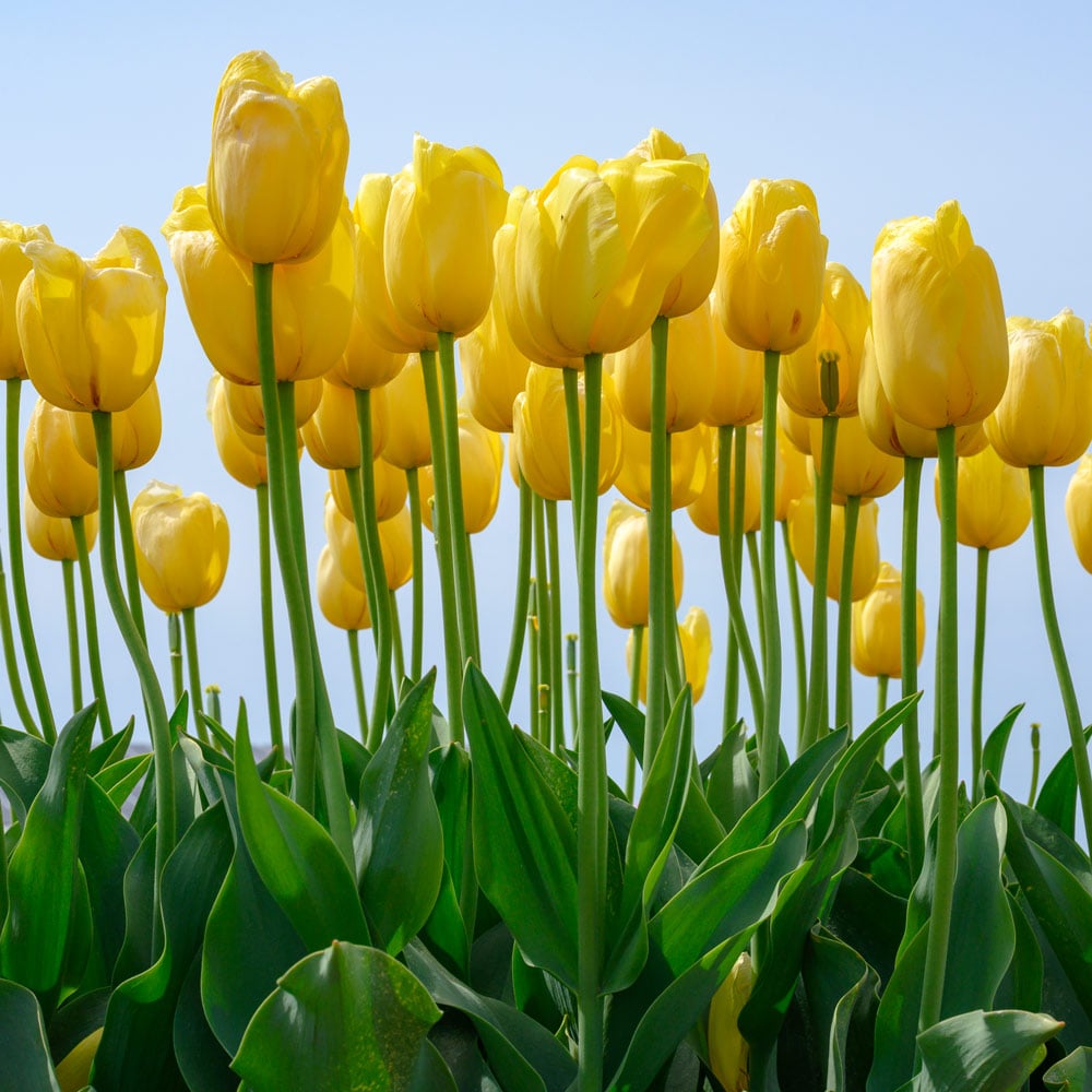 Tulip 'Novi Sun' White Flower Farm