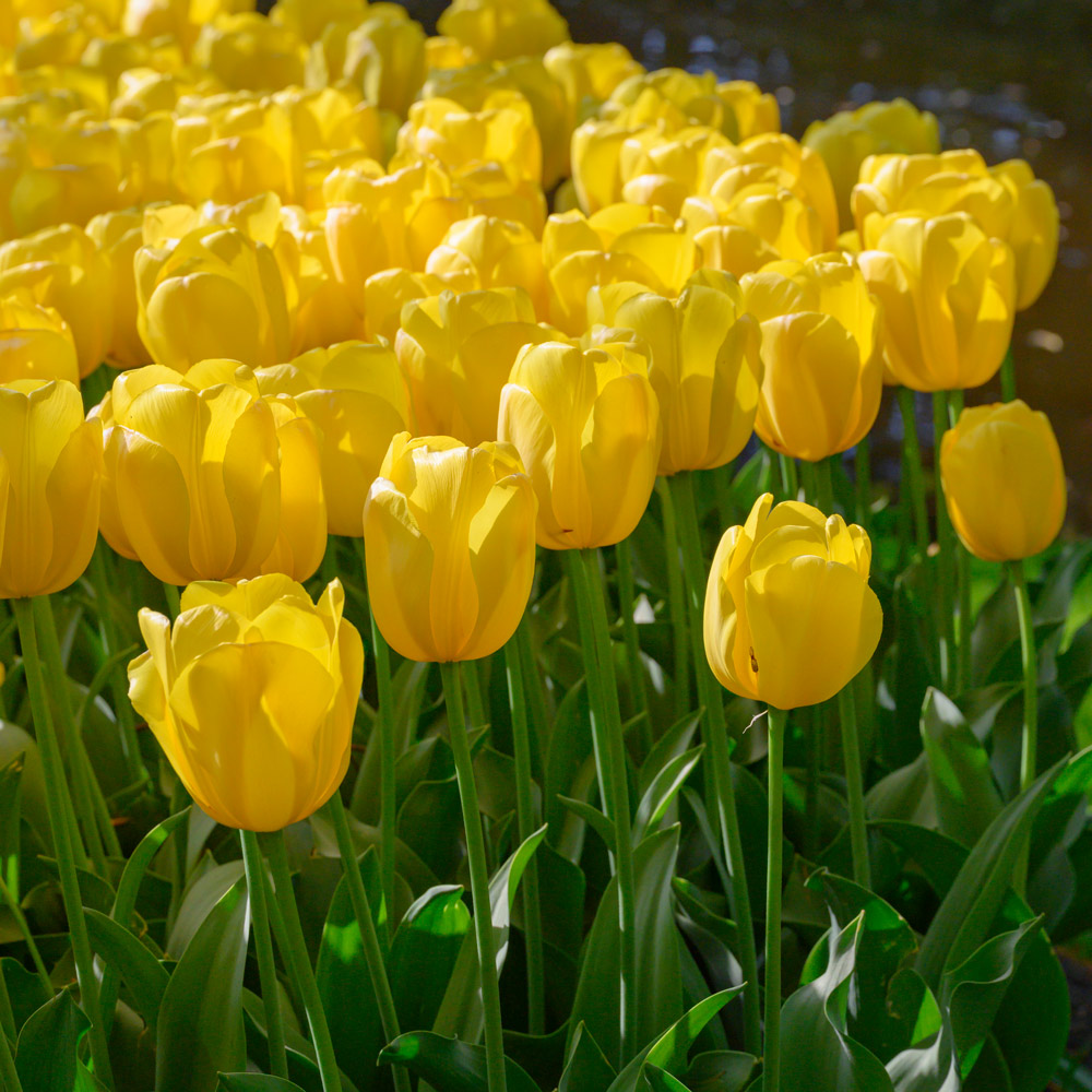 Tulip 'Novi Sun' White Flower Farm