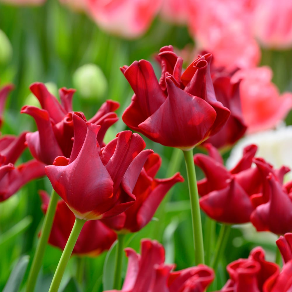 Tulip 'Red Dress'