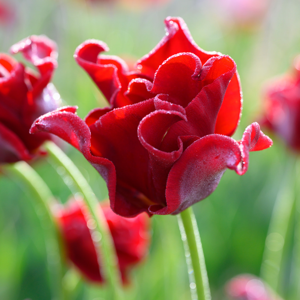 Tulip 'Red Dress'
