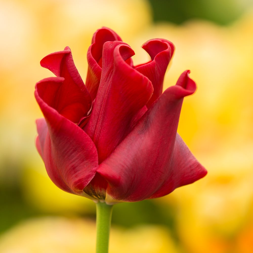 Tulip 'Red Dress'