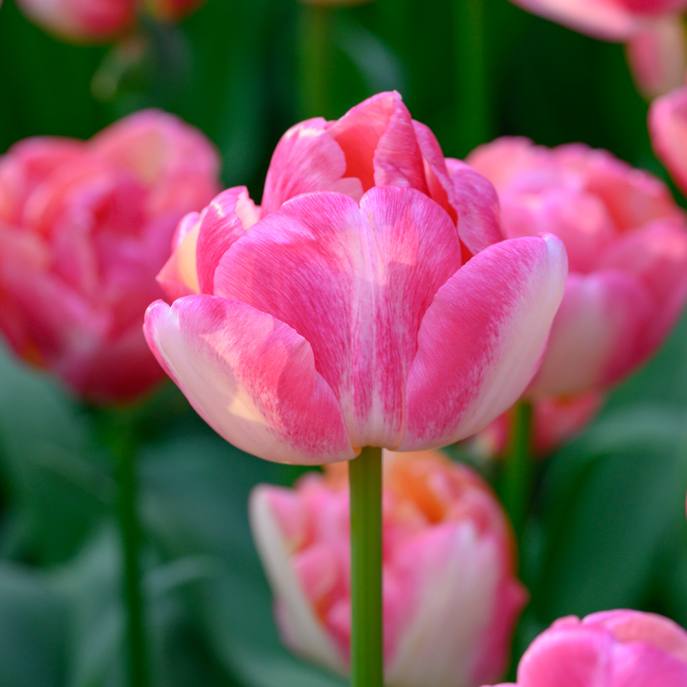 Tulip 'Double Blizz'