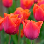  Tulip 'Louvre Orange'