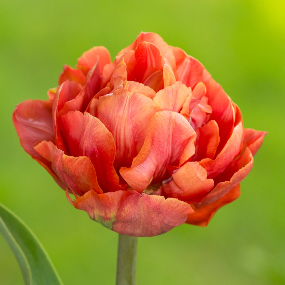Tulip 'Valdivia'