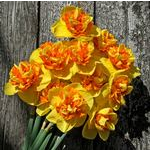  Narcissus 'Sizzling Fire'