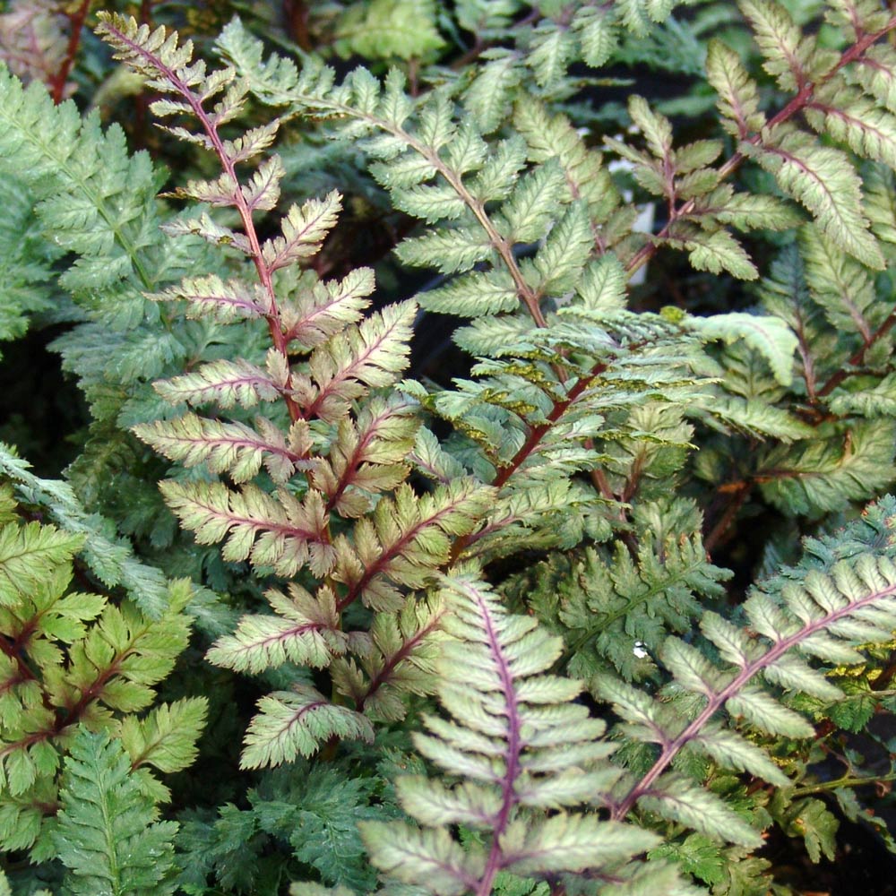 Athyrium niponicum var. pictum 'Regal Red'