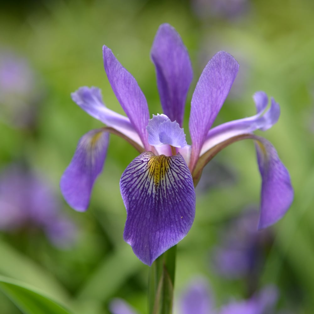 Iris versicolor 'Purple Flame'