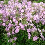  Phlox carolina subsp. carolina 'Kim'