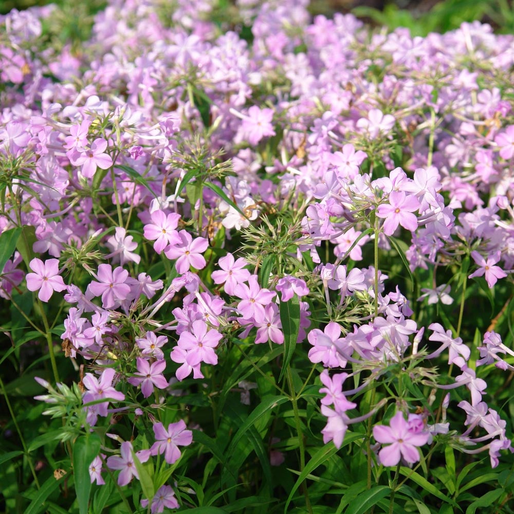 Phlox carolina subsp. carolina 'Kim' | White Flower Farm