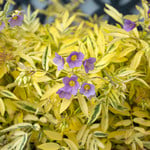  Polemonium pulcherrimum 'Golden Feathers'