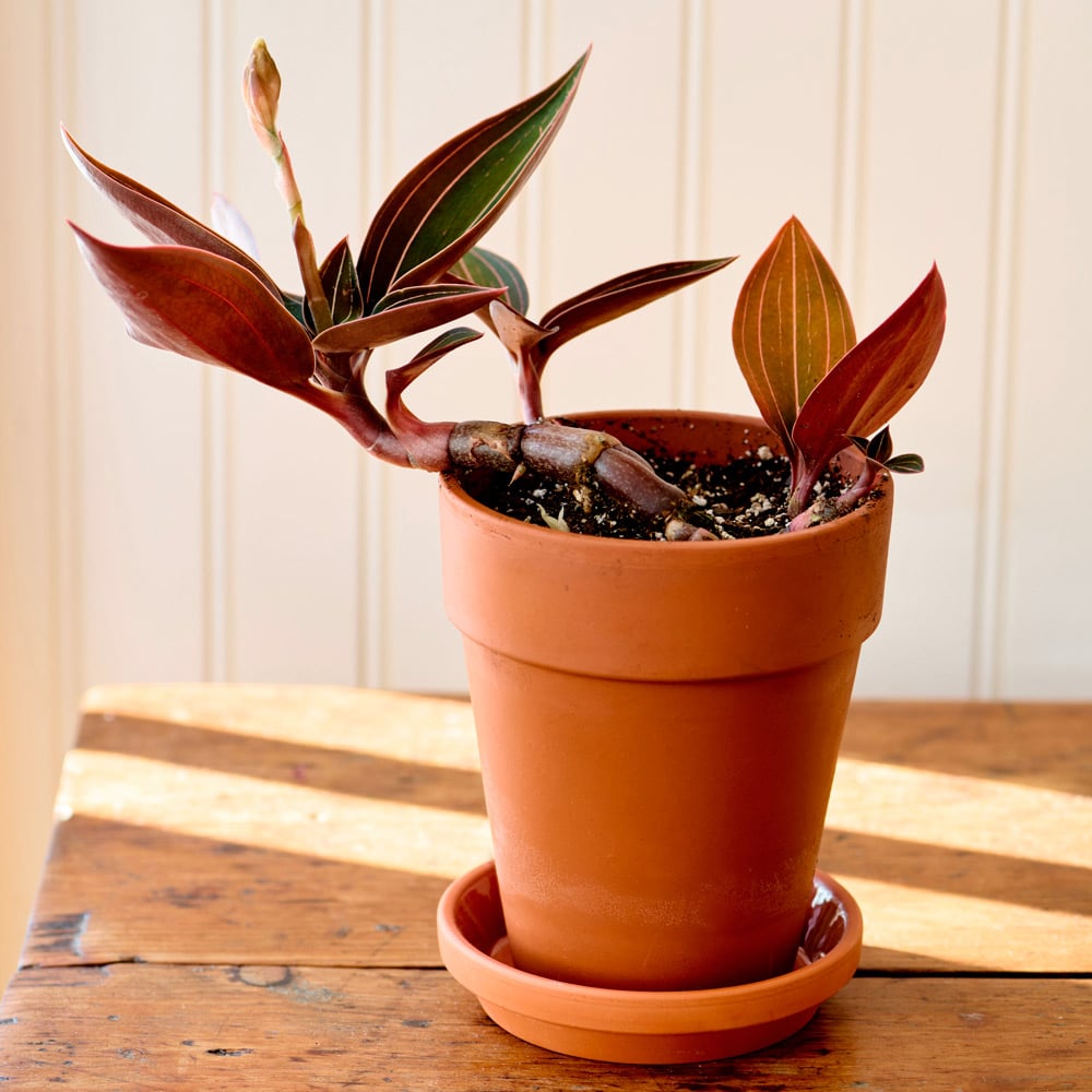 Jewel Orchid in terracotta long tom pot with saucer